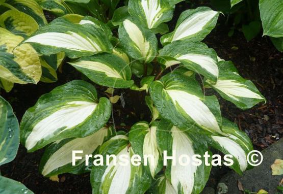 Hosta Raspberry Sundae